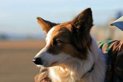 狗 犬类 边境牧羊犬 服务犬 受过训练 工作犬 外形 聪明的