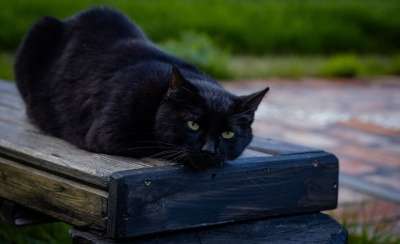 猫 黑猫 国内动物 动物 花园 猫科动物 自然 国内的猫