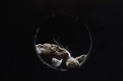 猫 睡眠