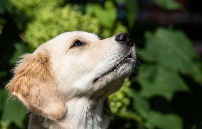 狗 哺乳动物 动物 野生动物 金毛猎犬 年轻 关闭 家畜