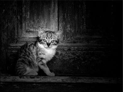 猫 黑色的 白色的 动物 小猫 可爱的 肖像 宠物 眼睛 看着