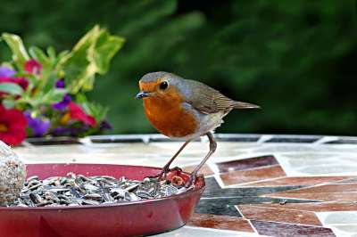 动物 鸟 知更鸟 Erithacus Rubecula 鸣禽 觅食