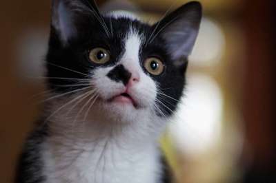 猫 猫科动物 胡须 哺乳动物 年轻 小猫 孩子 黑和白 肖像