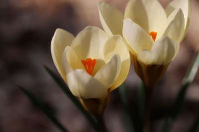 番红花 开花 花瓣 雌蕊 大器晚成 春天 盛开 春天的开始