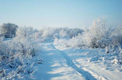 冬天 雪 森林 自然 树木 霜 十二月 漂移 白色的 小路