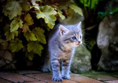 猫 小猫 宠物 猫科动物 可爱的 年轻的猫 动物 国内的猫