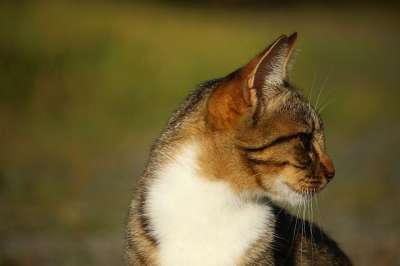 猫 小猫 鲭鱼 虎猫 家猫