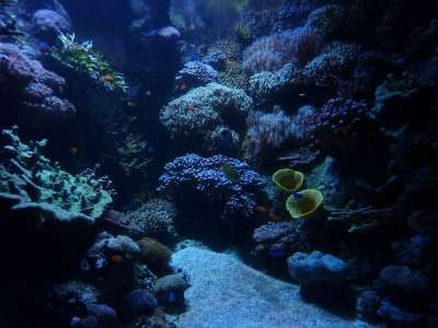 水族馆 背景 马林 冷静