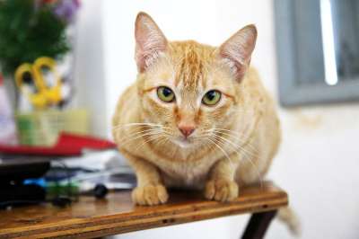 动物 猫 可爱的 国内动物 猫科动物 宠物 胡须