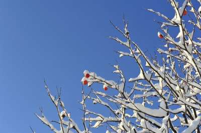 冬季 冬天树 雪 黑加仑 甜柿