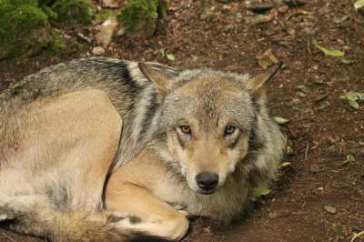 灰狼 狼 动物 捕食者 荒野 灰色的 犬类 毛皮 户外 自然