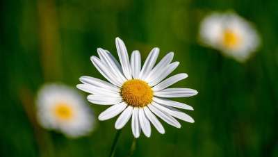 玛格丽特 花 自然 开花 盛开 白色的 尖花 春天 明亮的