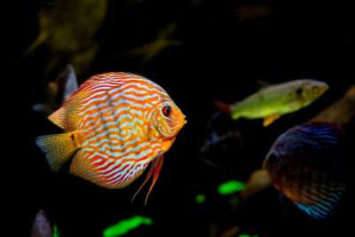 热带 水族馆 鱼 水 水下 海 海洋 动物 异国情调 自然