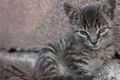 小猫 亲爱的 家猫 年轻的猫 猫肖像 可爱的 俏皮的
