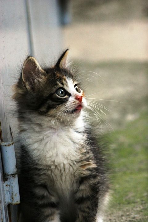 猫 基蒂 小的 小猫 宠物 可爱的 国内的 猫科动物 年轻