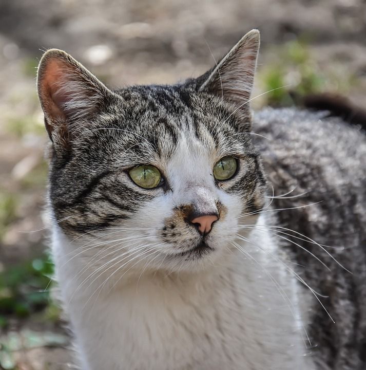 猫 动物 荒野 野生动物 自然 哺乳动物 宠物 可爱的 国内的