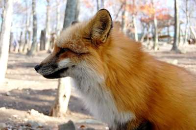 哺乳动物 犬科 狗 狐狸 任何人不 户外 可爱的 查找