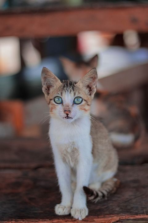 猫 小猫 宠物 户外 猫科动物 动物