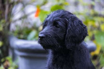 Labradoodle 拉布拉多 国王狮子狗 狗 小狗 婴儿 年轻
