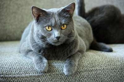 交易所Chartreux 猫 动物 家畜 迦太基