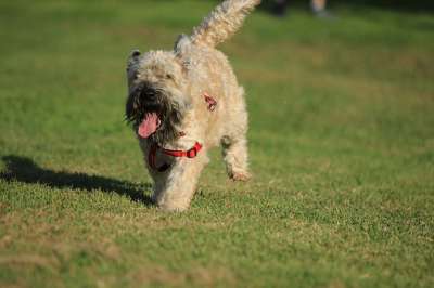 狗 梗犬 跑步 快乐的 公园 夏天 喜悦