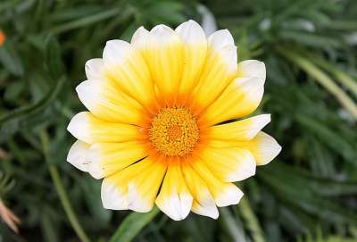 杂色菊 杂色菊恶劣 Aster的家庭 园林花卉 观赏植物 火鸡
