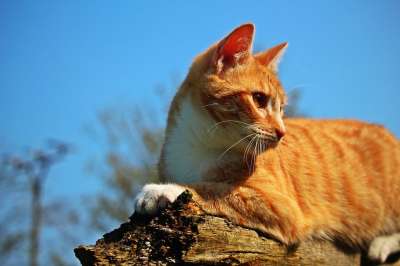 猫 小猫 红虎斑 红猫 虎猫 鲭鱼 猫宝宝 家猫 年轻的猫