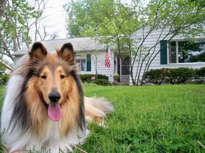 牧羊犬 狗 宠物 纯种 粗糙的 悟空救我 户外的 犬类 品种