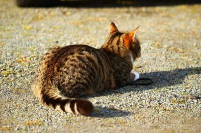 猫 小猫 鲭鱼 家猫 大花猫 猫孩子