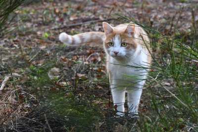 猫 长廊 动物 猫科动物 场