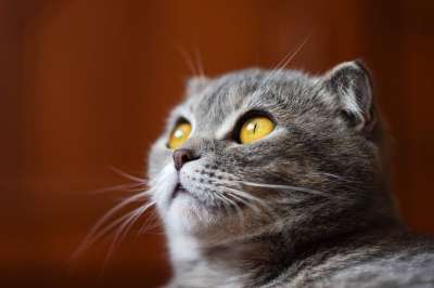 猫 宠物 猫科动物 动物 哺乳动物