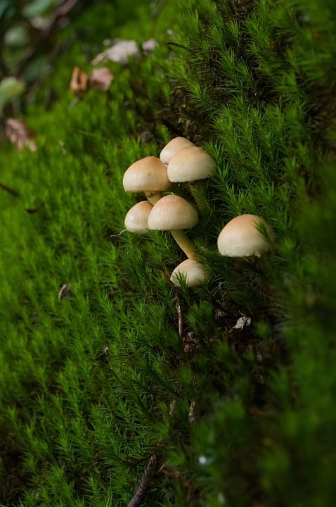 蘑菇 苔藓 森林 毒菌 菌类 迷你蘑菇 小蘑菇 森林蘑菇