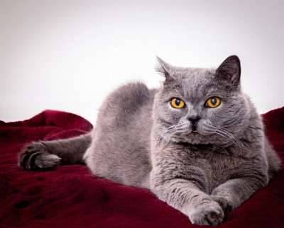 猫 高贵 优美 灰色的 红色的 轻松 冷静的