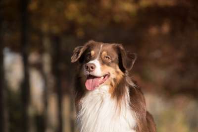 狗 宠物 澳大利亚牧羊犬 动物 家犬 犬类 哺乳动物 可爱的