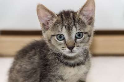 宿醉 小的 鲭鱼 小猫 家猫 家畜 可爱的 猫 猫宝宝 猫脸