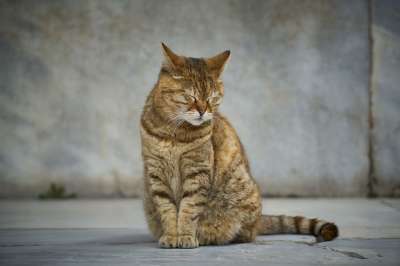 猫 街 动物 可爱 宠物 自然 甜的 小动物 猫须 动物肖像