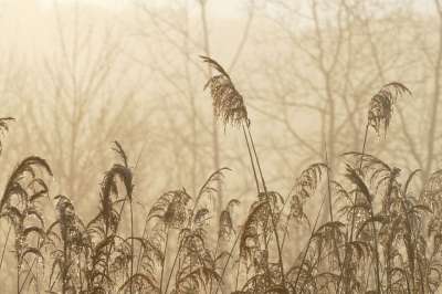 自然 寒冷的 冬天 景观 冰 冻结 户外