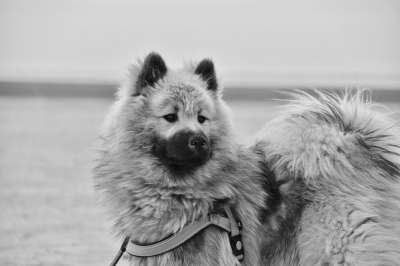 狗 Eurasier 黑白照片 男性 狗的奥拉夫-蓝色 可爱 伴侣