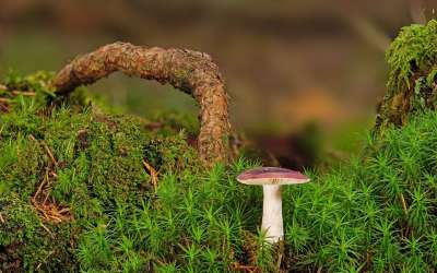 蘑菇 苔藓 森林 真菌学 菌