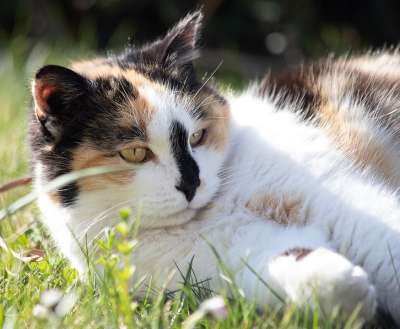 动物 猫 哺乳动物 猫咪 物种 宠物 猫科动物