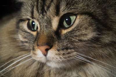 猫 挪威森林猫 猫眼 可爱的 耳朵 Katzenkopf 头 动物