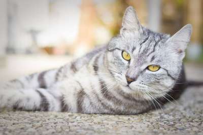动物 可爱的 猫 国内的 家畜 哺乳动物 毛皮 眼睛 家猫
