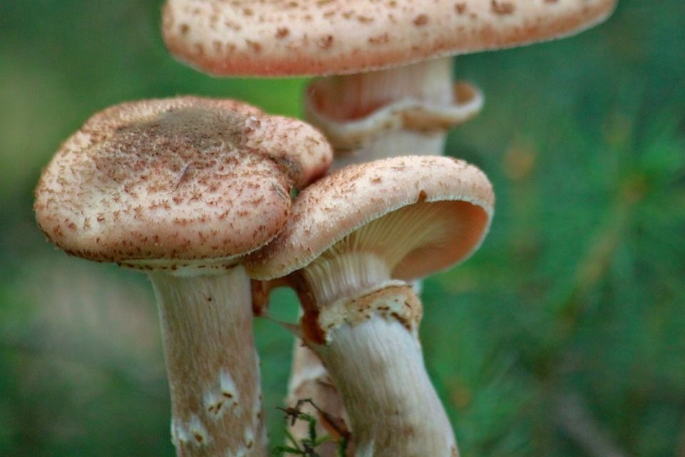 蘑菇, 森林, 落下, 自然, 植物, 苔藓, 绿色, 生长, 关闭, 宏