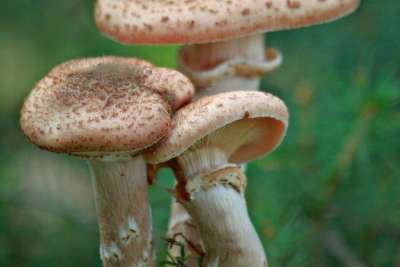 蘑菇 森林 落下 自然 植物 苔藓 绿色 生长 关闭 宏