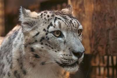 雪豹 豹 猫科动物 动物 哺乳动物 捕食者 野生动物 苹果浏览器