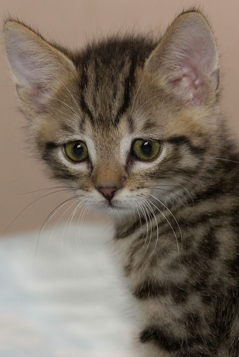 宿醉 小的 鲭鱼 小猫 家猫 家畜 可爱的 猫 猫宝宝 猫脸