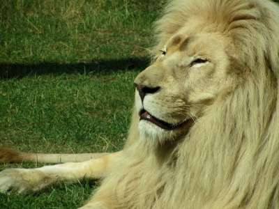 狮子 动物园 捕食者 大猫 野猫 王 鬃毛