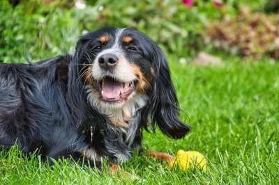 德国长毛指针 狗 播放 玩耍 草地 宠物 动物 家犬 犬类