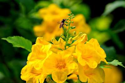 昆虫 花 植物群 自然 特科马斯坦 植物学 授粉 昆虫学
