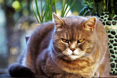 猫 英国 蓝色的 自制 宠物 比赛 黄色 眼睛 猫科动物 毛皮